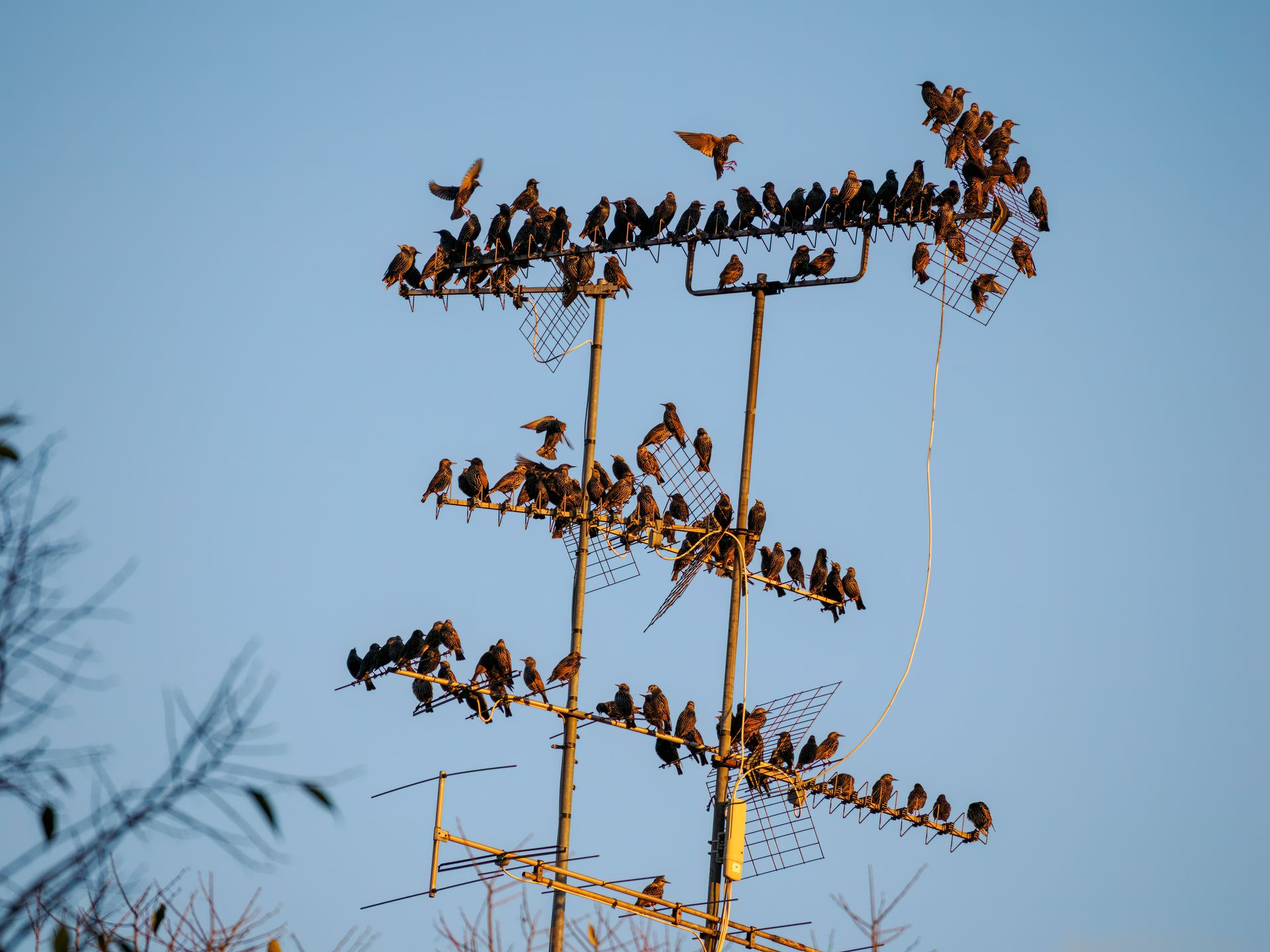 Professionele vogelwering