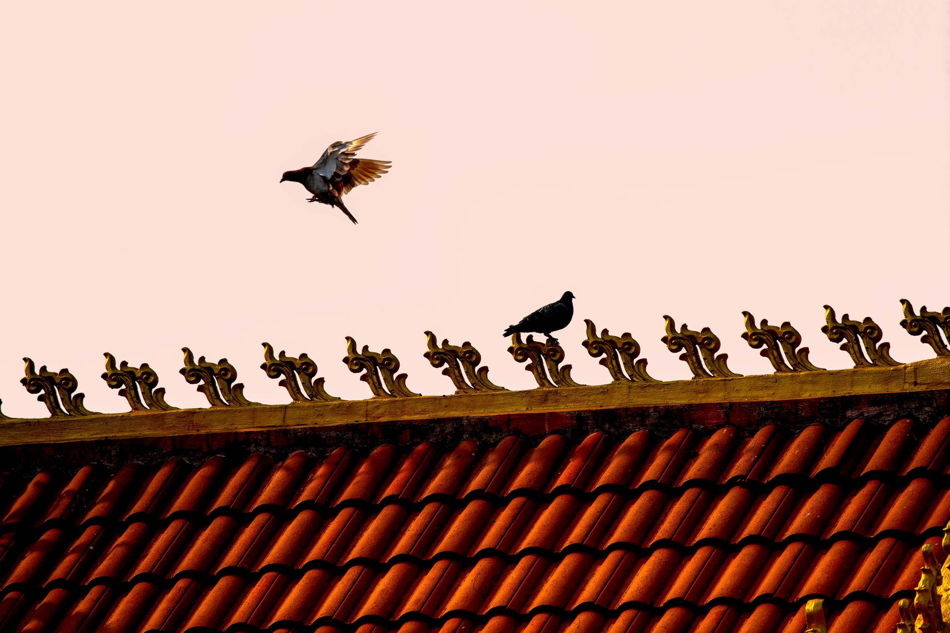 Vogelwering voor dak en zonnepanelen